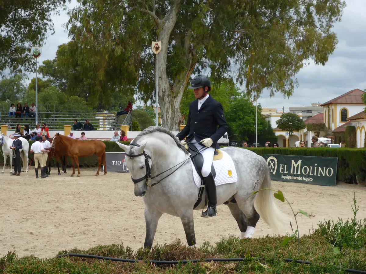 A rider in a dark jacket and riding helmet on a dappled grey Andalusian horse, walking with its head low on a sand arena, with trees and a white building behind
